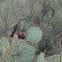 Curve-billed thrasher