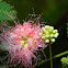 Silk Tree