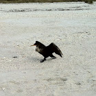 Cormorant