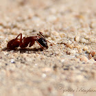 Carpenter Ant