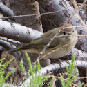 Chiffchaff; Mosquitero Común