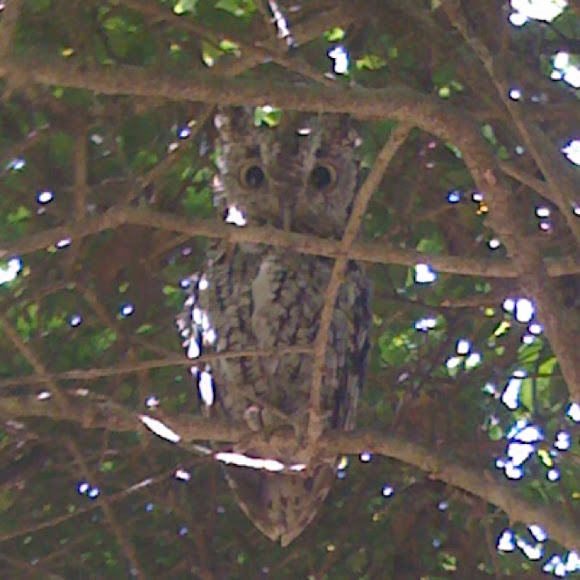 Spotting Image 1