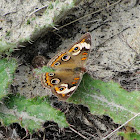 Common Buckeye