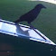 crow
