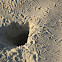 Crab Footprints