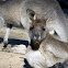 Eastern Grey Kangaroo