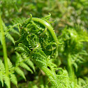Lady Fern