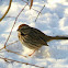 Song Sparrow