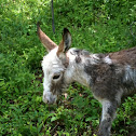 Baby Donkey