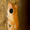 Australian Lace-lid