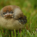 Blackcap - Pěnice černohlavá