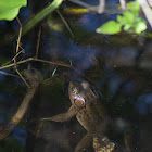 Pig Frog (male)