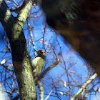 Grey Woodpecker - žluna šedá