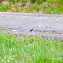 Mountain Bluebird