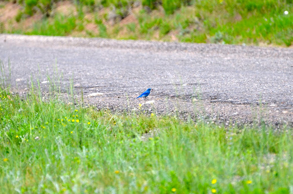 Spotting Image 1