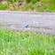 Mountain Bluebird