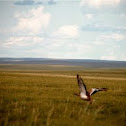Great Bustard