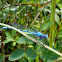Boreal Bluet