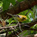Pine Warbler