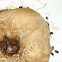 Field mushroom with larvae