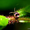 Flea Beetle