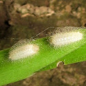 Caterpillars