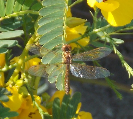 Spotting Image 1