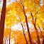 Maple