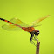 Four-Spotted Pennant