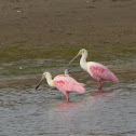 spoonbill roseate
