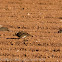 Short-toed Lark