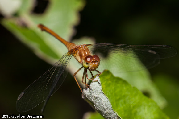 Spotting Image 1