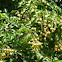 clausena lansium (wam pi) 黄皮-Yellow skin