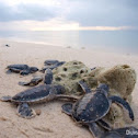 green sea turtle