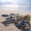 green sea turtle