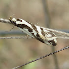 Small Banded Moth