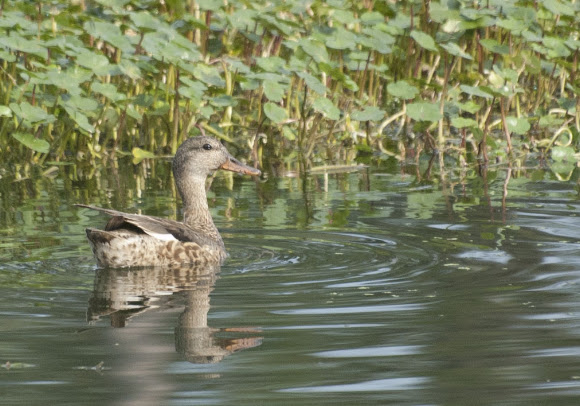 Spotting Image 1