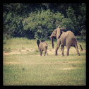 African Elephant