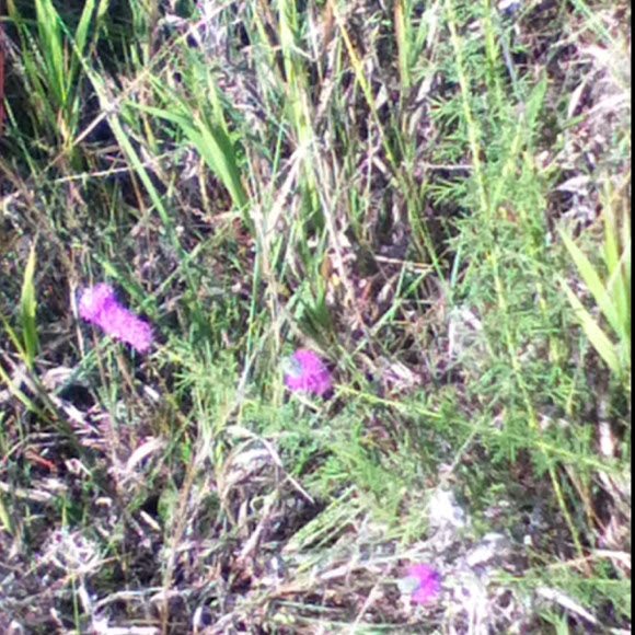 Spotting Image 1