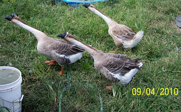 Spotting Image 1