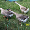 Chinese Geese