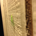 Green Lacewings