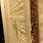 Green Lacewings