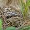 Meadow Adder