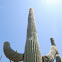 Saguaro cactus
