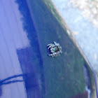 Bold Jumping Spider