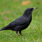 Estornino negro / Arabazozo beltza