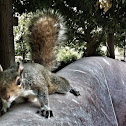 Squirrel