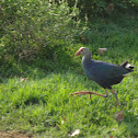 Purple Swamphen