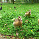 Egyptian Goose